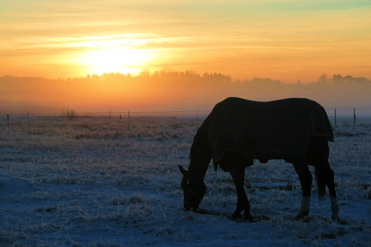 Häst i vintersol. Foto: Carin Wrange