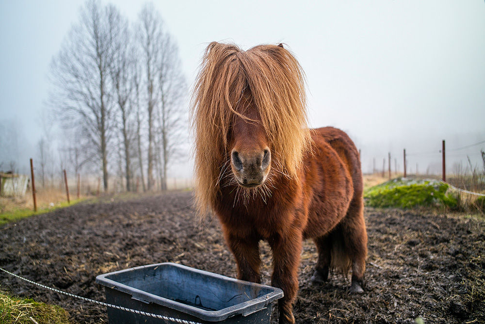 Islandshäst i lerig hage.