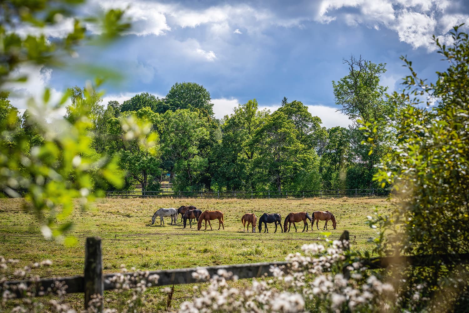 En flock hästar på sommarbete.