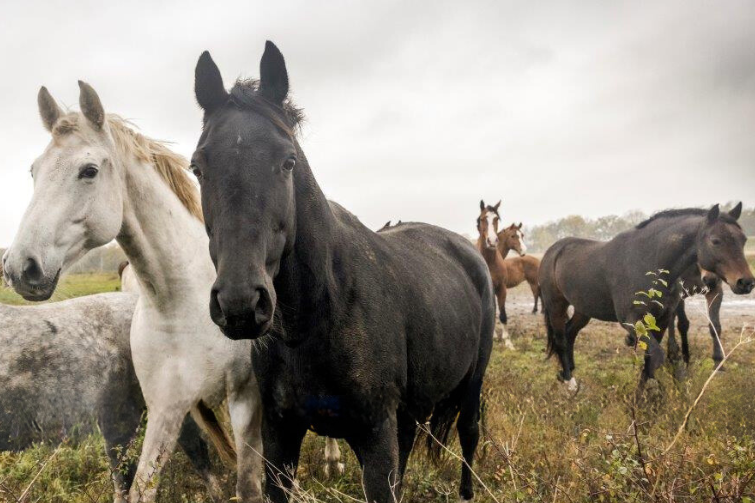 På Suderby ridskola på Gotland är nästan alla hästar uppfödda på gården och familjen känner var och en sedan de var föl. Hästarna går i stora hagar i stora flockar, något som ger trygga och hållbara hästar.  trygga hästar.