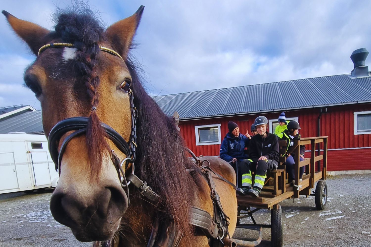 Med nordsvenska hästen Cleo kan Kramfors RK utveckla paraverksamheten och ta med fler i vagnen.
