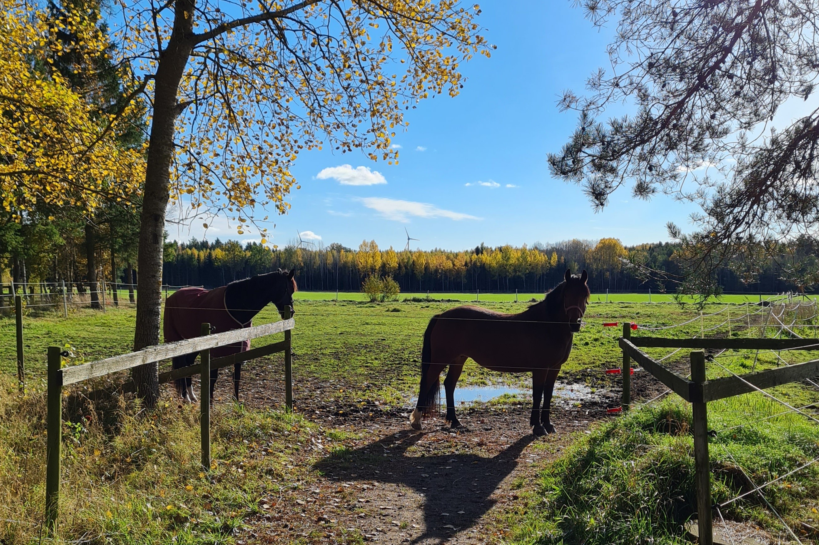Hästar i hage