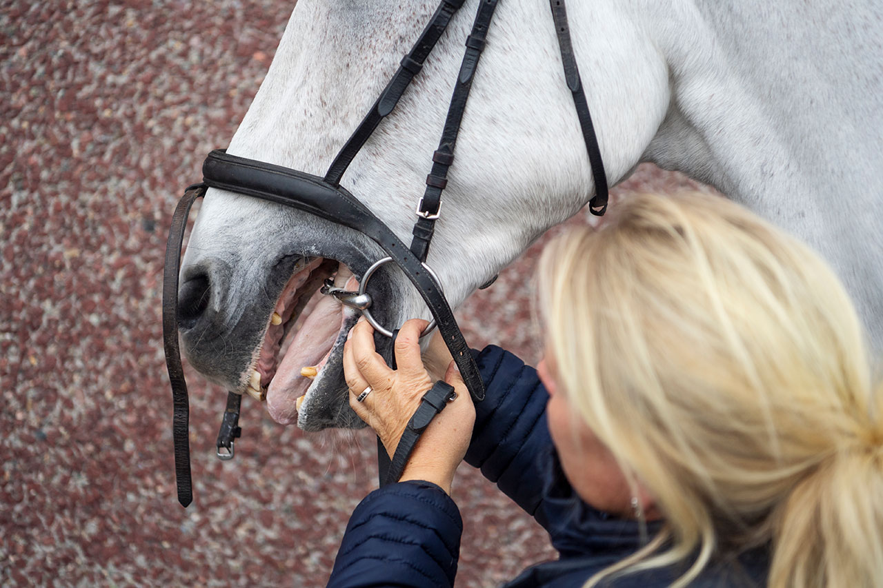 Ryttaren spänner upp nosgrimma etc. Ryttaren visar hästens mun. Tävlingsveterinär eller ÖD kan vid behov också undersöka mun, med handskar.