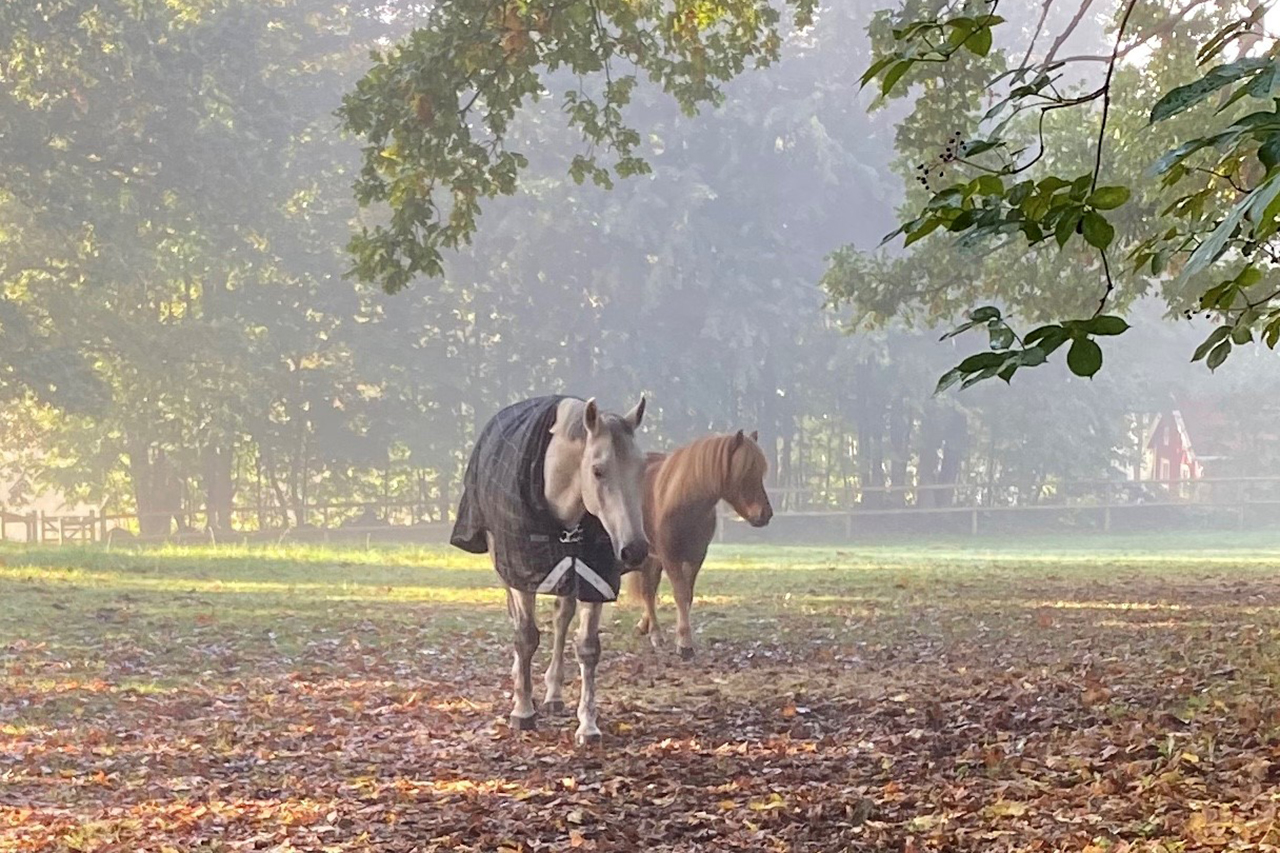 Hästar i hösten