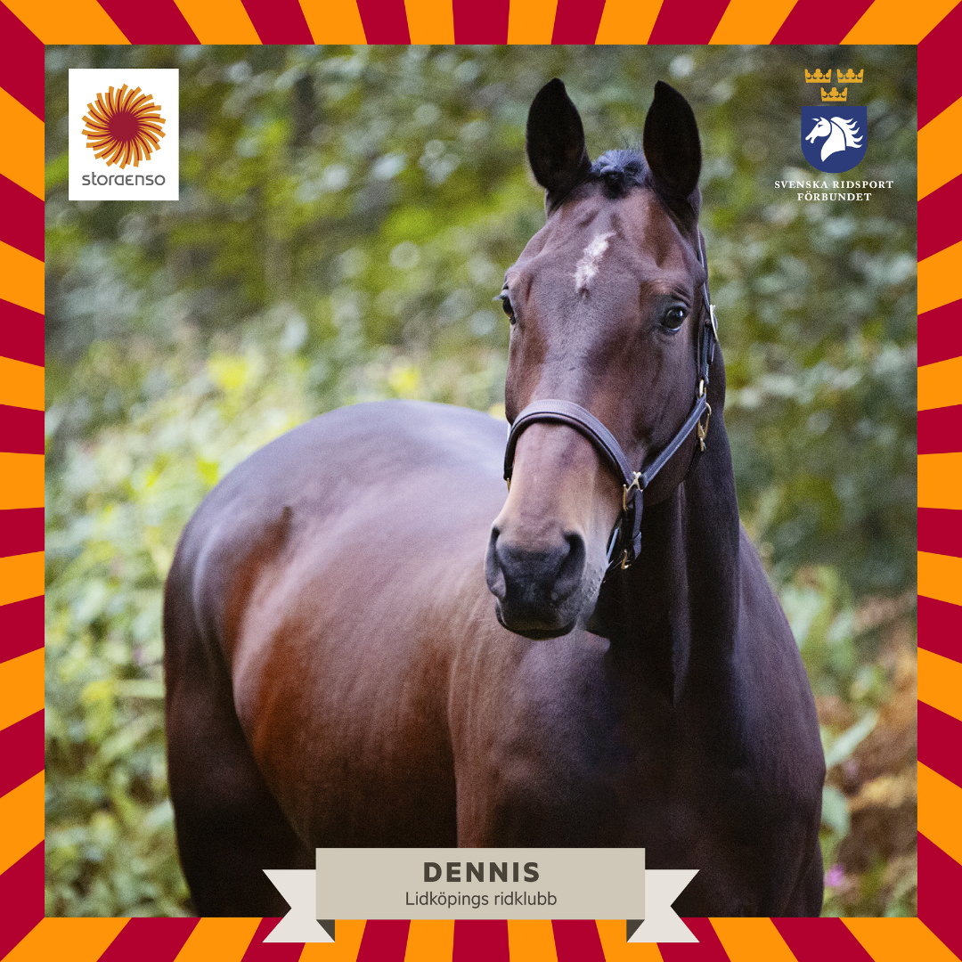 Dennis - stolt finalist till Årets ridskolehäst