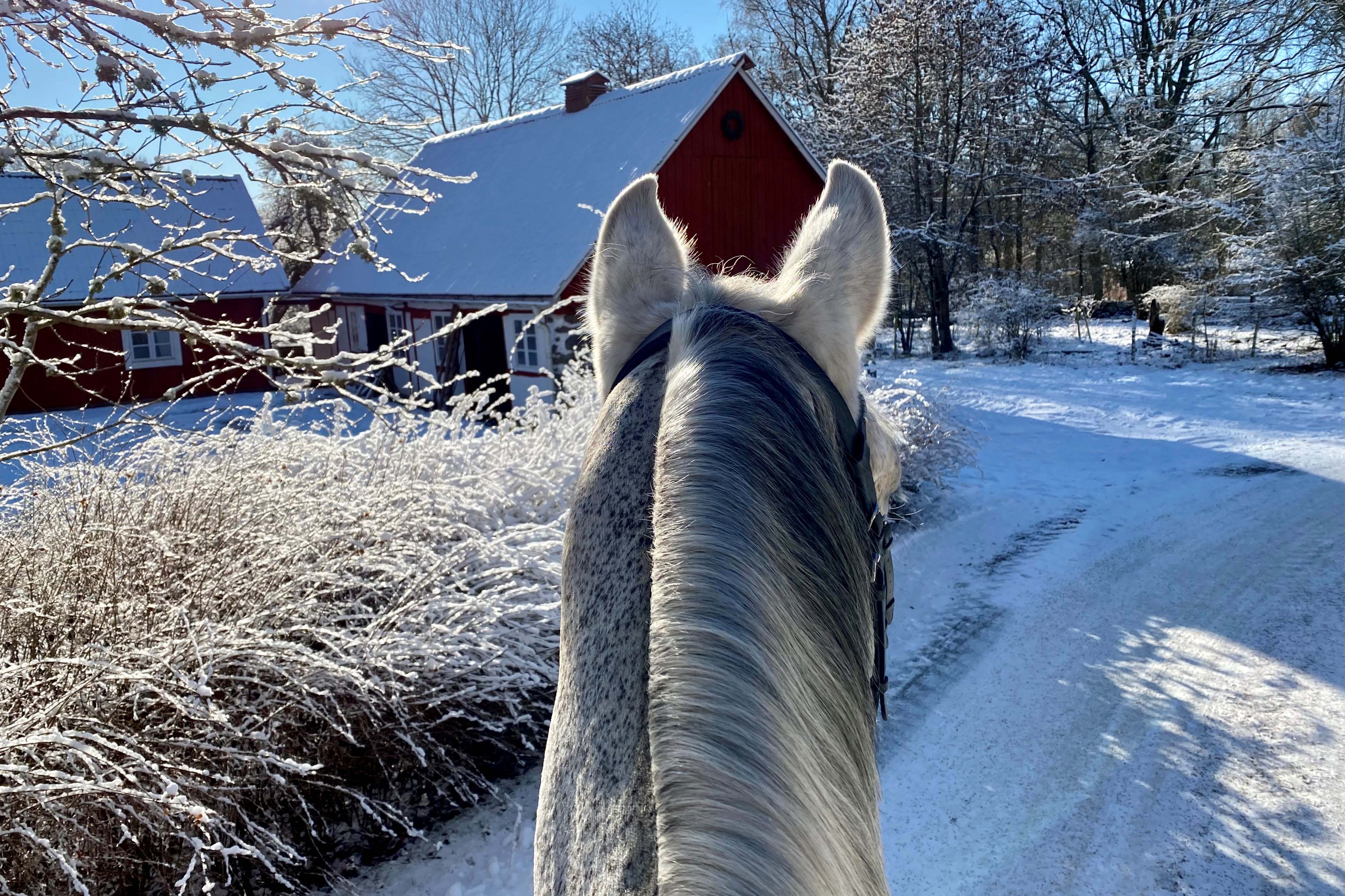 Häst i vinterlandskap