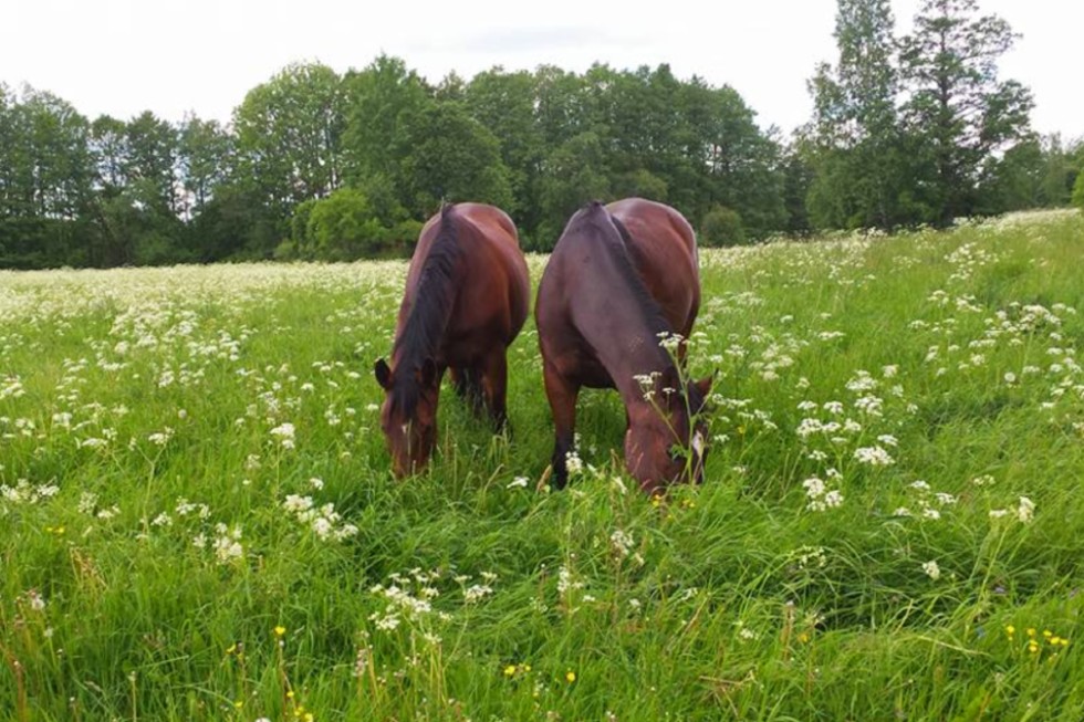 Två bruna betande hästar på sommarbetet