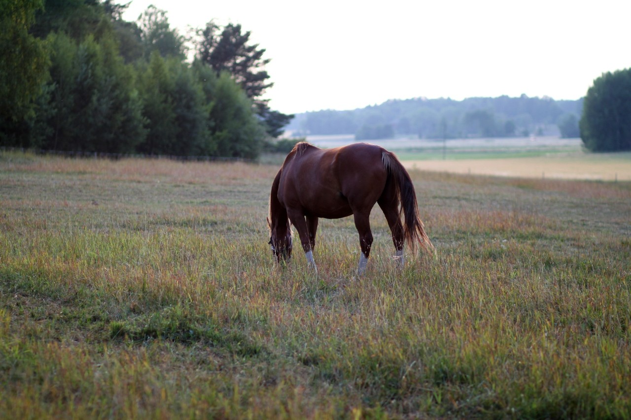 Betande häst i hage. Foto: Carin Wrange