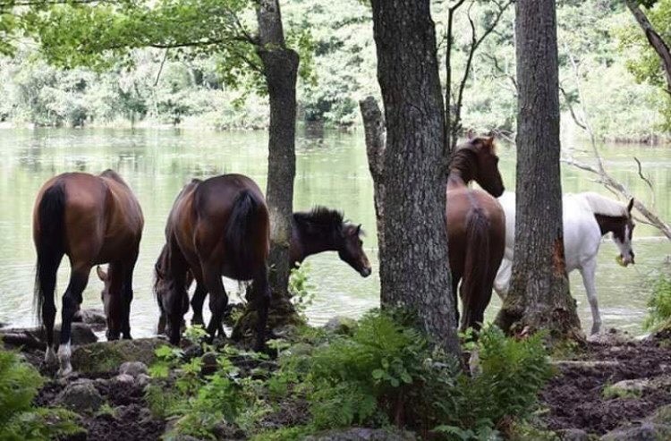Hästar vid vattenkanten