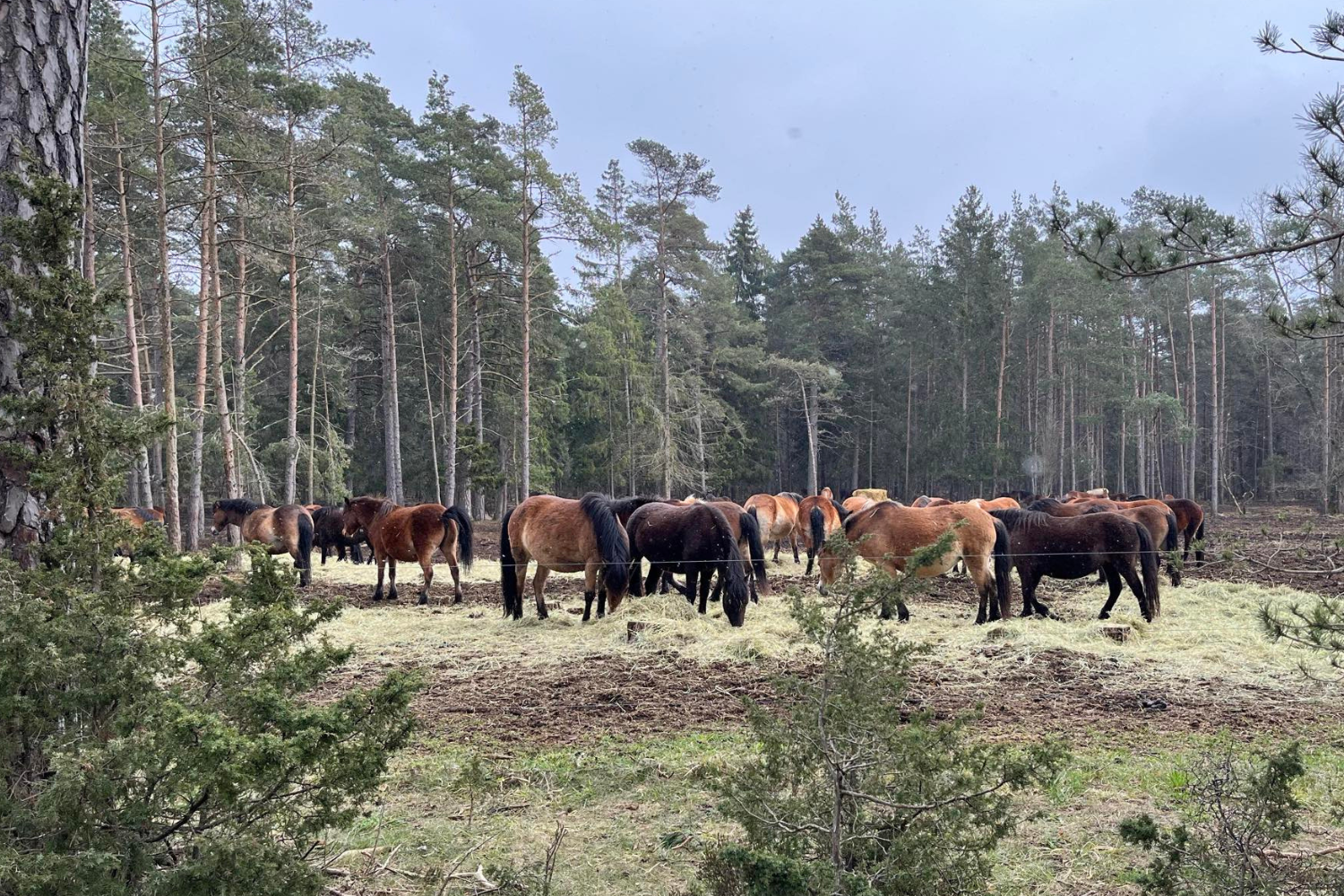 Russen på Lojsta hed är Sveriges enda viltgående flock. Svenska Ridsportförbundets besöksgruppere åkte dit för att lära mer om hästars naturliga beteende och behov.
