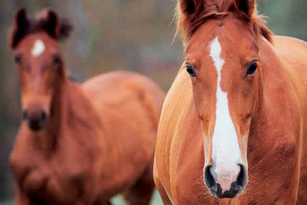 två hästar